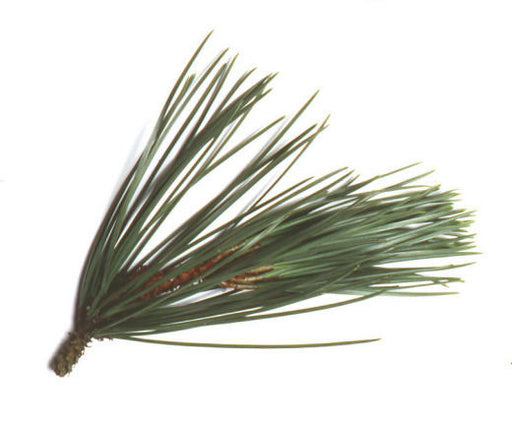 Pine Long Leaf Essential Oil - Sunrise Botanics