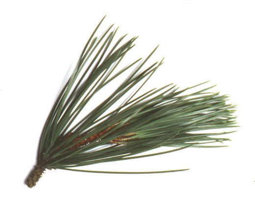 Pine Organic Essential Oil - Sunrise Botanics