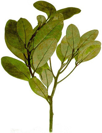 Ravensara Essential Oil (Madagascar) - Sunrise Botanics