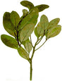 Ravensara Essential Oil (Madagascar) - Sunrise Botanics