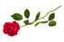 Red Rose Fragrance Oil - Sunrise Botanics
