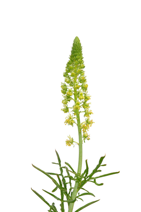 Reseda Absolute - Sunrise Botanics