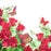 Rose Garden Fragrance Oil - Sunrise Botanics
