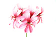 Rose Geranium Essential Oil (India) - Sunrise Botanics