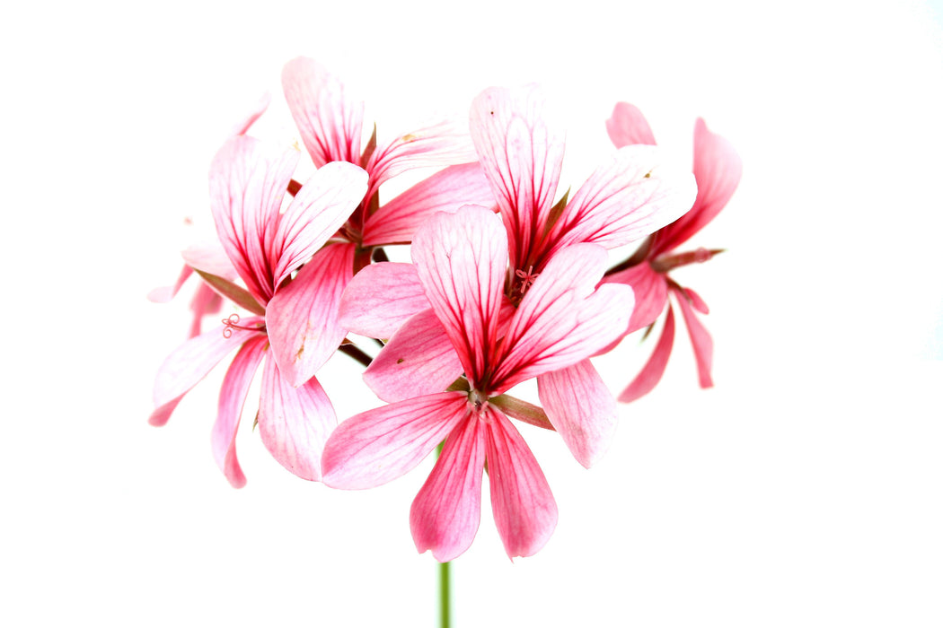 Rose Geranium Essential Oil (South Africa) - Sunrise Botanics