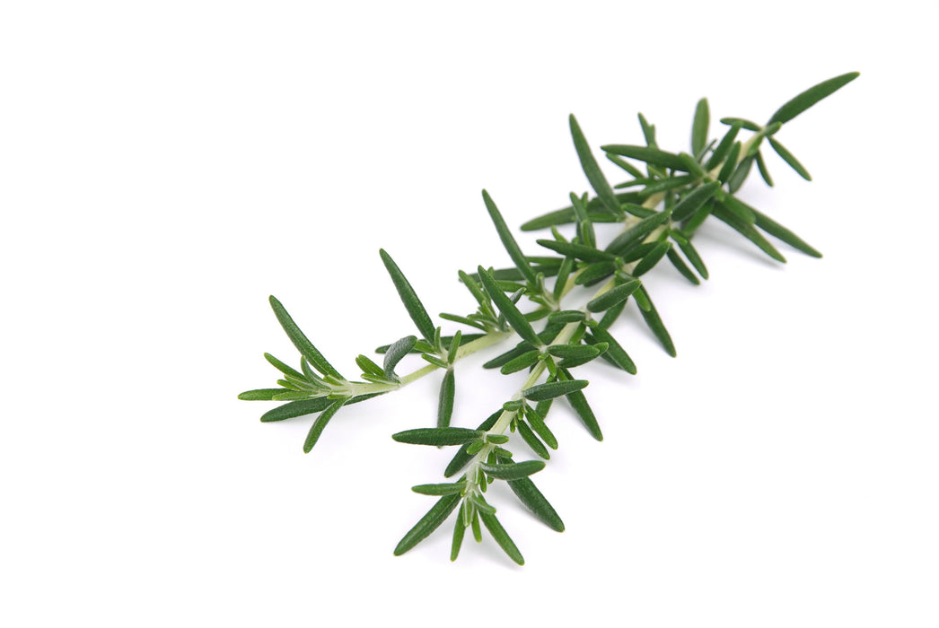 Rosemary Essential Oil (Spain) - Sunrise Botanics