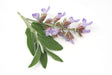 Sage Dalmatian Essential Oil (Ukraine) - Sunrise Botanics