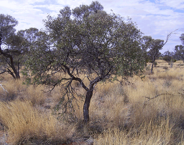 Sandalwood Organic Essential Oil - Sunrise Botanics