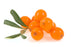 Sea Buckthorn Carrier Oil - Sunrise Botanics