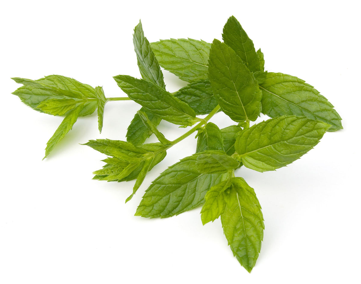 Spearmint Essential Oil (China) - Sunrise Botanics