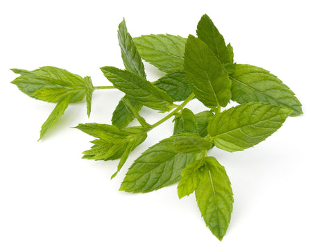 Spearmint Essential Oil (China) - Sunrise Botanics