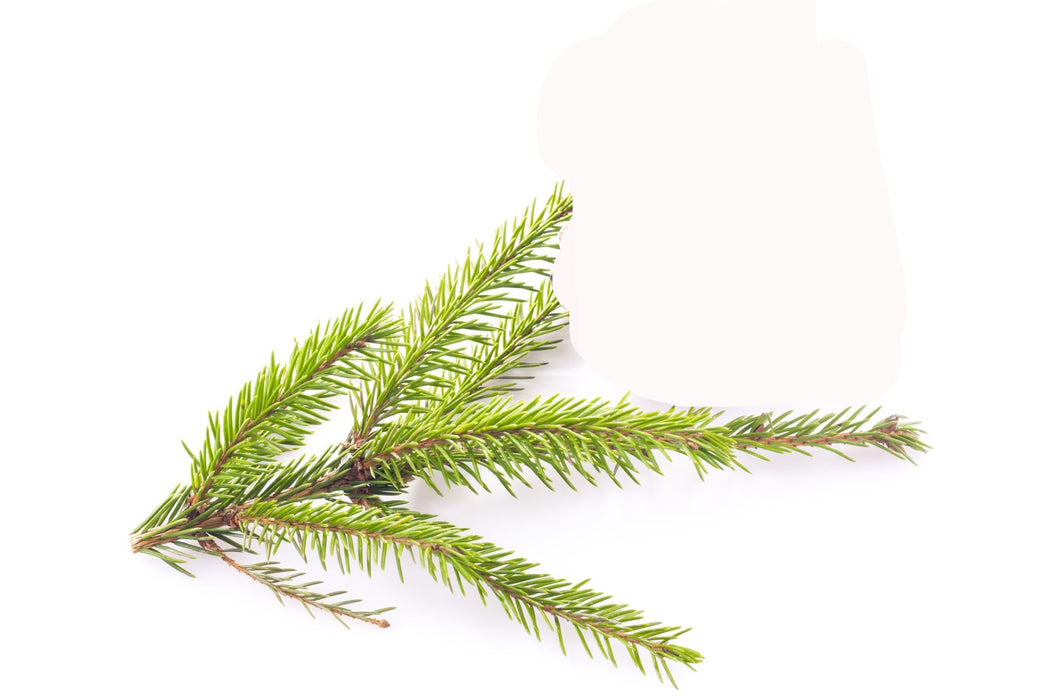 Spruce White Essential Oil - Sunrise Botanics