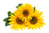 Sunflower Carrier Oil Organic - Sunrise Botanics