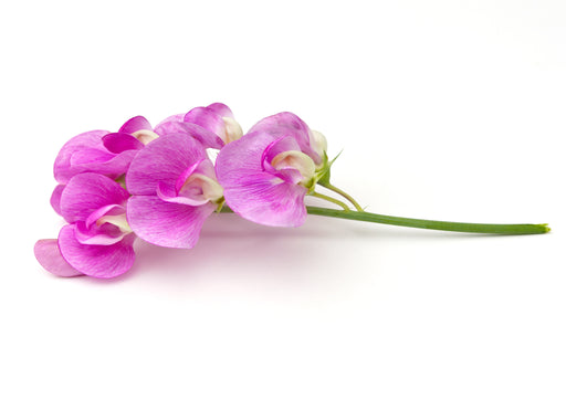 Sweet Pea Fragrance Oil - Sunrise Botanics