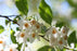 Benzoin Essential Oil - Sunrise Botanics