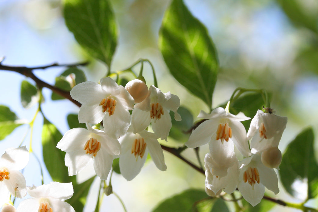 Benzoin Essential Oil - Sunrise Botanics