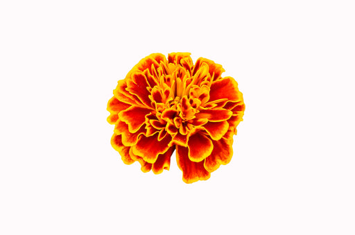 Tagete Flower Absolute - Sunrise Botanics