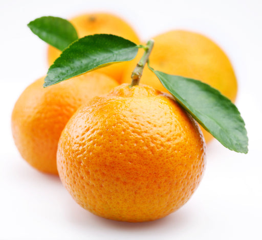 Tangerine (5 Fold) Essential Oil - Sunrise Botanics