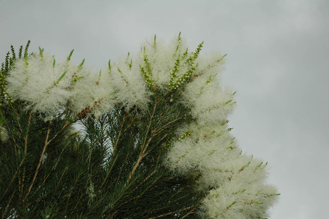 Tea Tree Organic Essential Oil - Sunrise Botanics