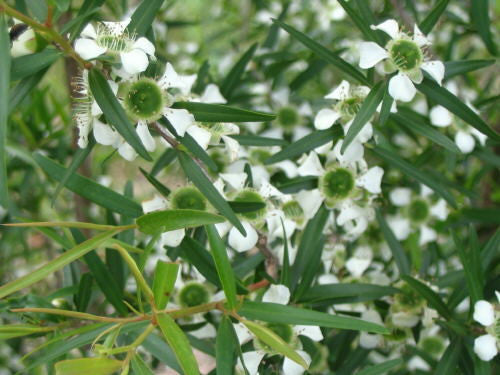 Tea Tree Lemon Essential Oil - Sunrise Botanics