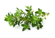 Thyme White Essential Oil (Spain) - Sunrise Botanics