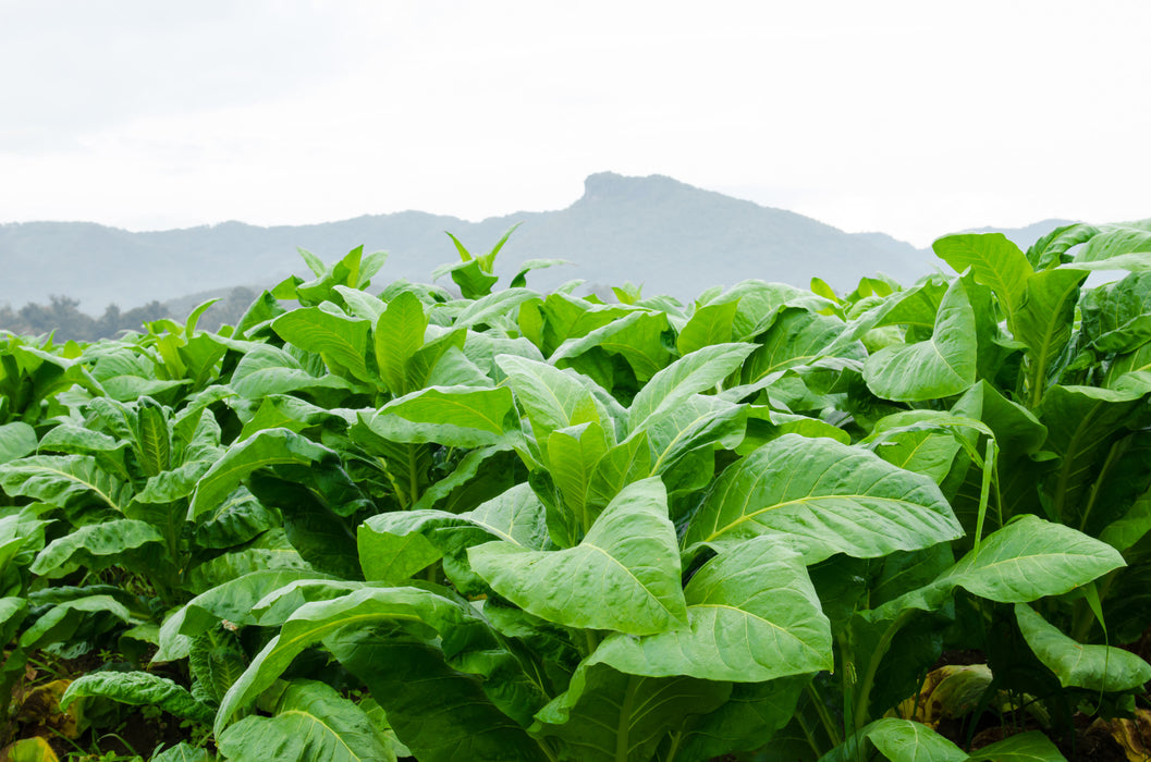 Tobacco Absolute - Sunrise Botanics