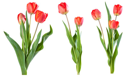 Tulip Absolute - Sunrise Botanics