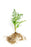 Valerian Root Essential Oil - Sunrise Botanics