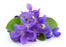 Violet Leaf Absolute - Sunrise Botanics