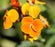 Wallflower Absolute - Sunrise Botanics