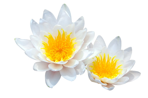 Lotus White 5% - Sunrise Botanics