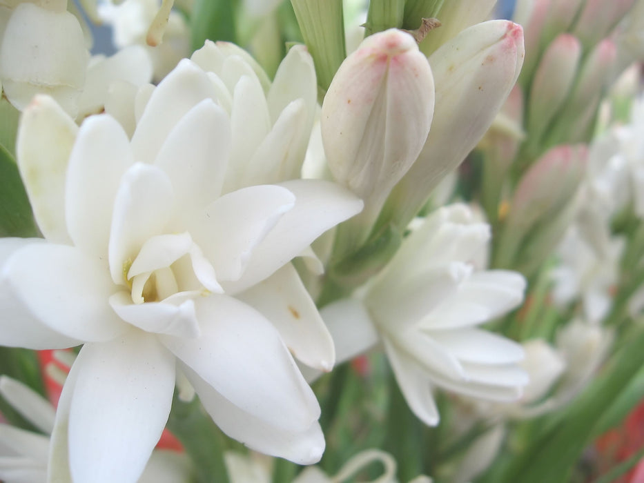 Tuberose Absolute - Sunrise Botanics