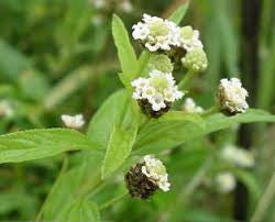 Wild Verbena Essential Oil (South Africa) - Sunrise Botanics