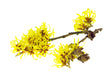 Witch Hazel Distillate Water and Hydrosol - Sunrise Botanics