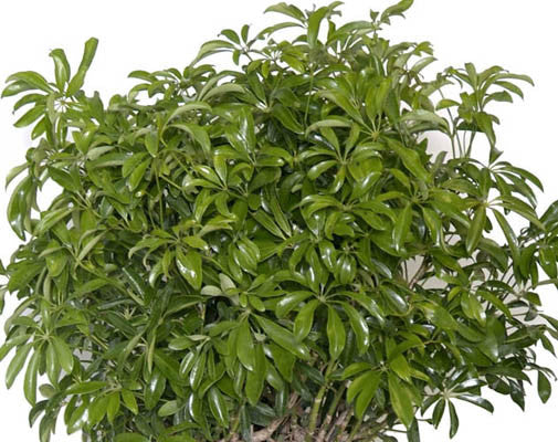 Schefflera (Qi Ye Lian) Herb - Sunrise Botanics